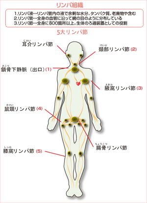 リンパ組織図